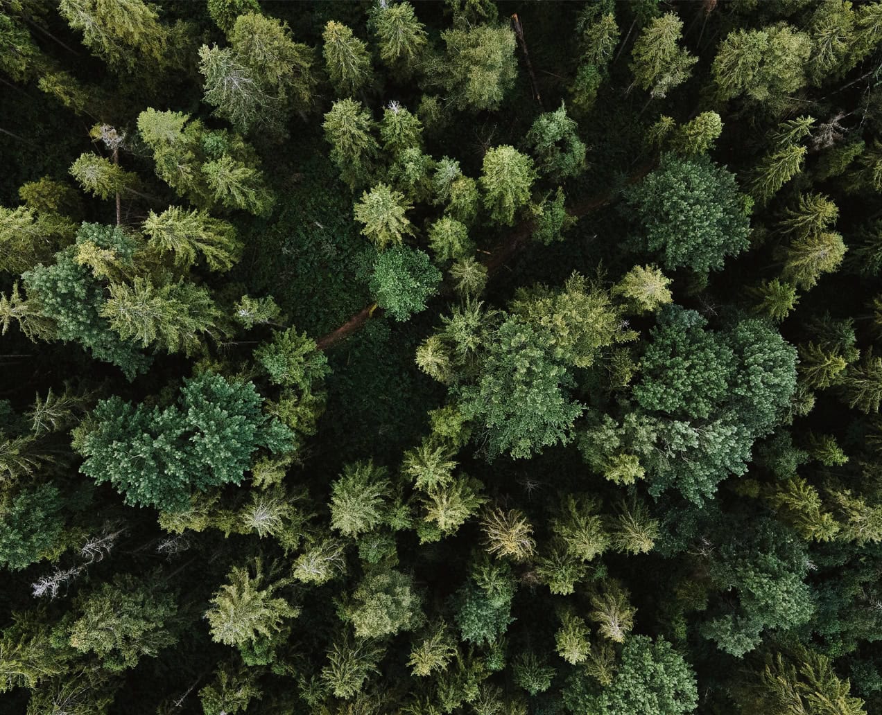 Forest from above